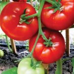 ფანტასტინა F1 / Fantastina F1