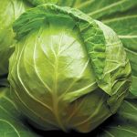 ჯეტოდორი F1