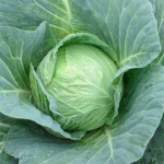 მავუნორ F1