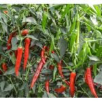 საჰემ F1 / Sahem F1