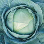 აგრესორი F1 / Agressor F1