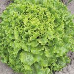 ანისოლე / Annisole