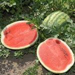 არაშანი F1 / Arashan F1