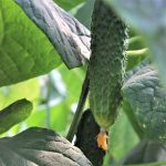 ბალკანი f1 / Balkan f1