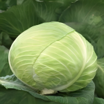 დევოტორი F1 / Devotor F1