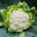 გოჰან F1 / Gohan F1