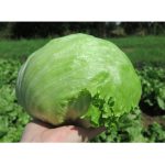 აის პოპი / ICE POP