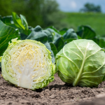 ჯეტოდორი F1