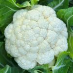 კარენ F1 / Karen F1