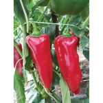 კორნელია F1 / Kornelya F1