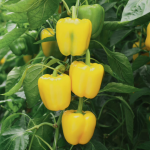 ლუმოს F1 / Lumos F1