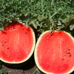 მირსინი F1 / Mirsini F1