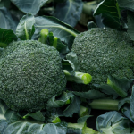 მონრელო F1 / Monrello F1