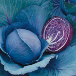 რებოლი F1 / Reball F1