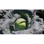 სარმელო F1 / Sarmello F1