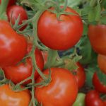 ვოლვერინი F1 / Wolverine F1