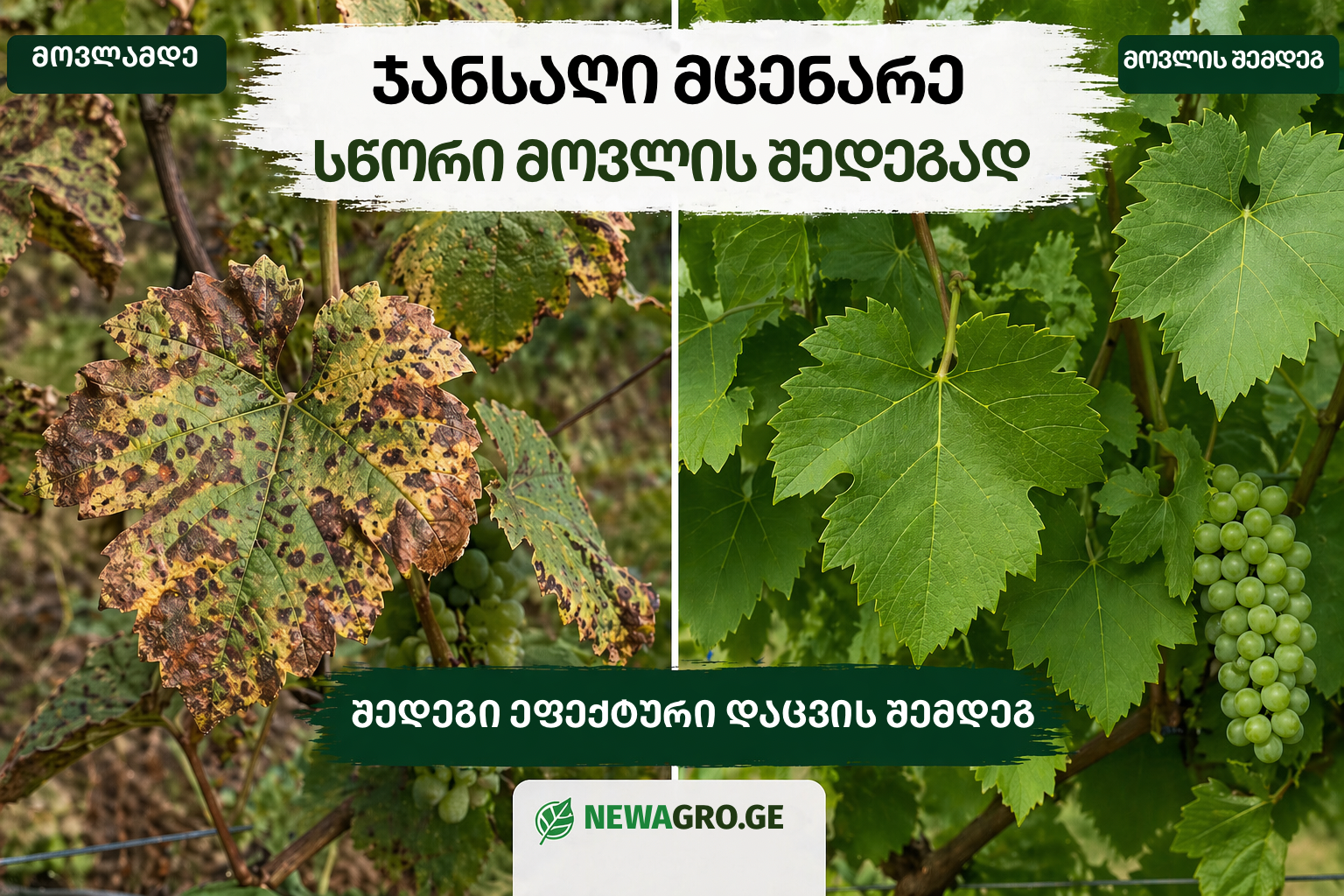 სოკოვანი დაავადება ვაზზე